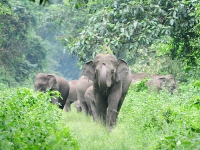 164175-days-dooars-tour-thumb (1)